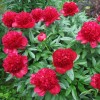 Paeonia 'Red Charm' - Pojeng 'Red Charm' C7/7L